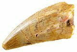 Serrated Raptor Tooth - Real Dinosaur Tooth #347022-1